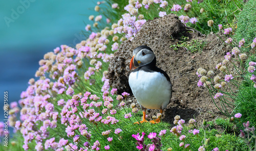 Atlantic Puffin on the Seacoast