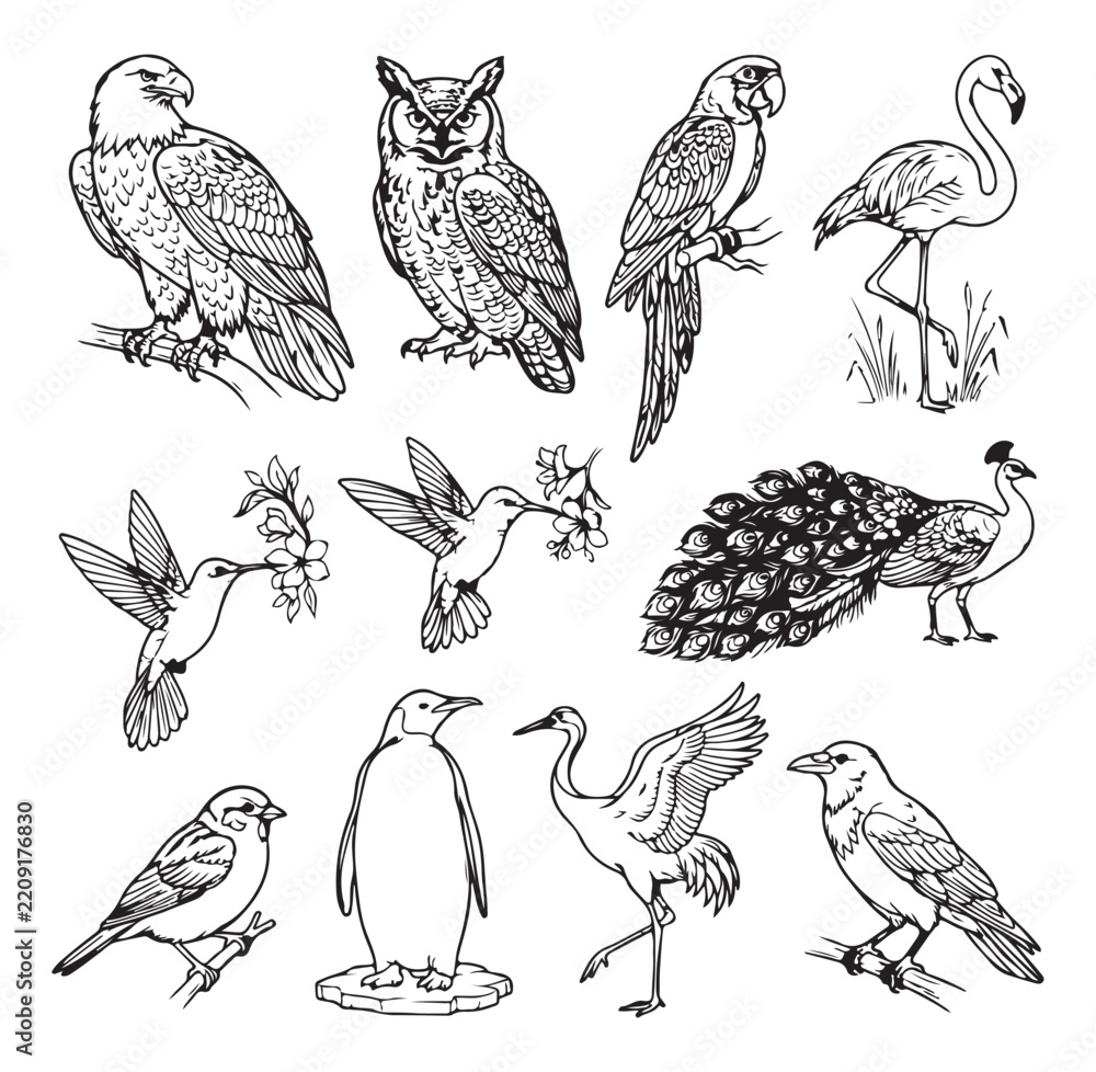Obraz premium Birds of different species are illustrated in a detailed collection showcasing various avian creatures.