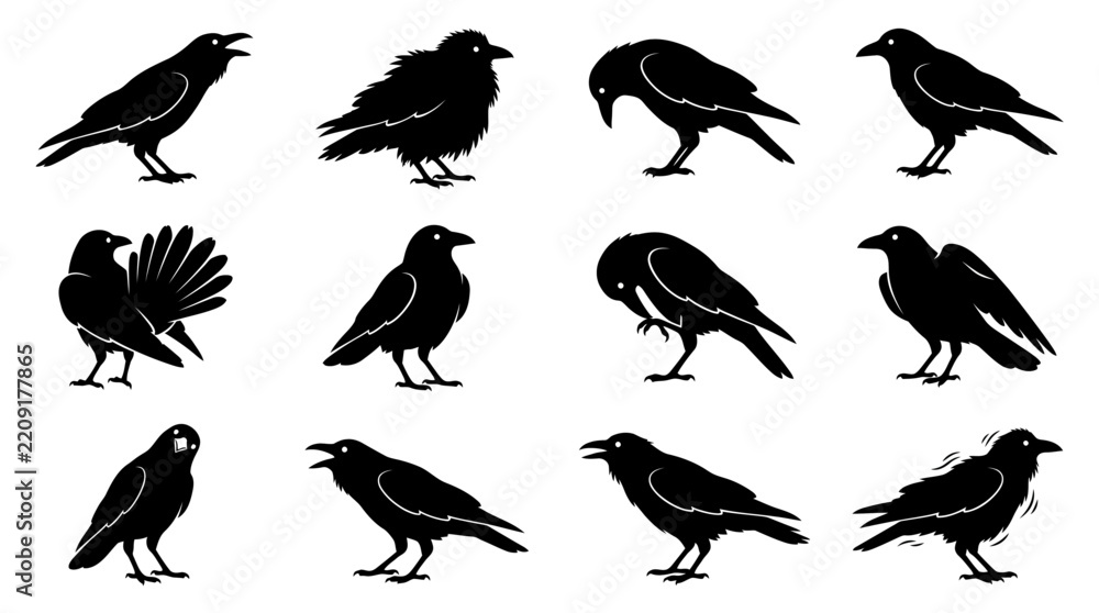 Fototapeta premium Set of Twelve Detailed Black Crow Silhouettes in Various Poses and Expressions for Wildlife Graphic Design Projects