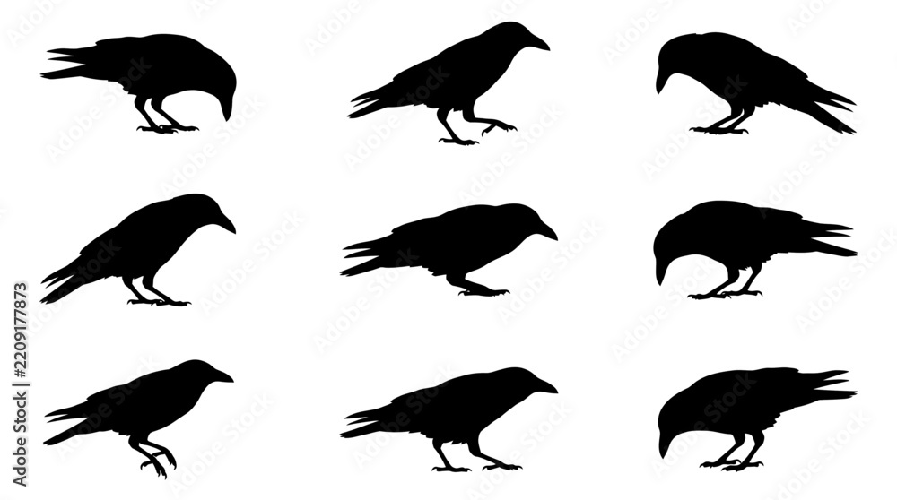 Fototapeta premium Set of Detailed Black Raven Bird Silhouettes in Various Posing Positions Isolated on a Clean White Background for Graphic Design