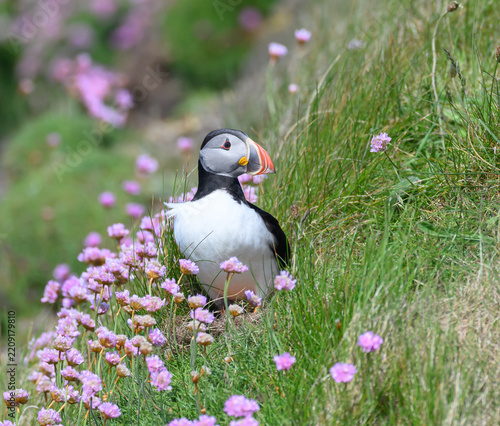 Atlantic Puffin on the Seacoast