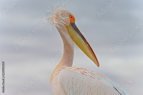 Close-up portrait of a great white pelican with windblown feathers on gray background