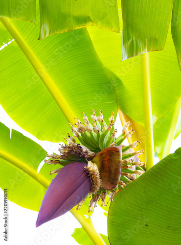 Banana Blossom with Young Bananas and Green Leaves Isolated on Transparent Background