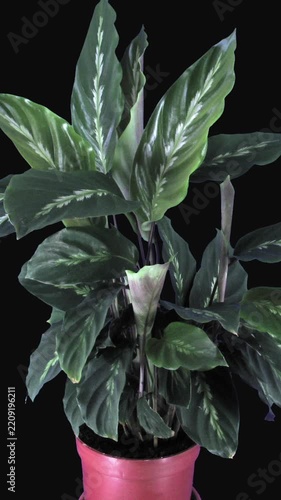 Time lapse of a Calathea prayer plant growing, with new striped leaves unfurling and leaves fluttering, rising and lowering in nyctinastic movement, isolated on a black background, vertical footage
