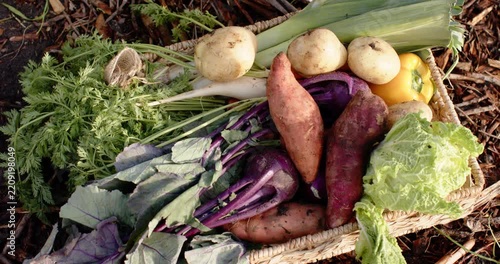 Camera starting slow pans and tiny zooms is centering woven basket of fresh vegetables on mulch