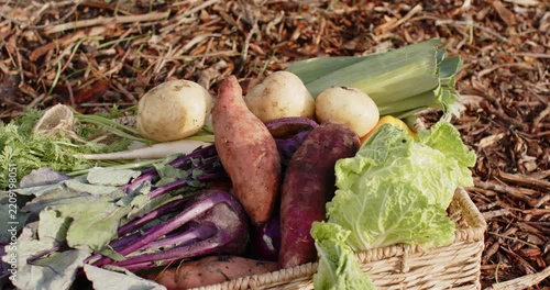 Camera is panning left and down, revealing woven basket of vegetables on mulch, highlighting greens