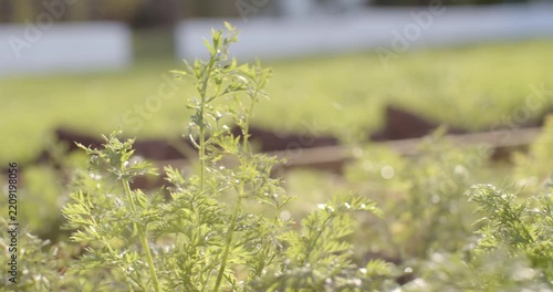 Gentle breeze is moving green plants and tall stem while camera pullback is revealing garden bed