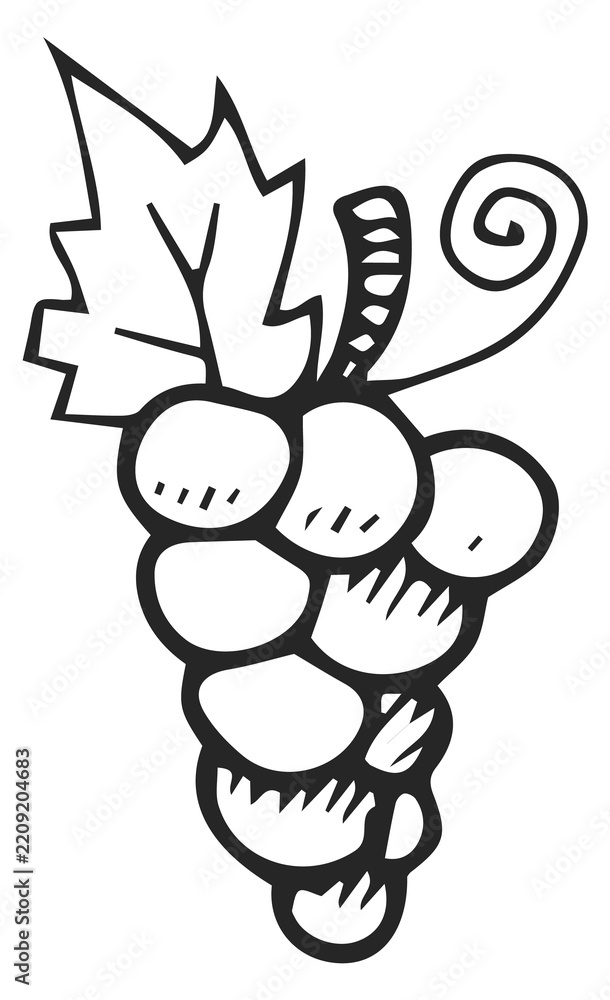Obraz premium Grape doodle. Vineyard symbol. Winery line drawing