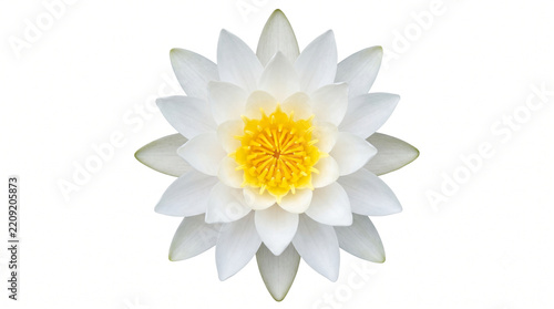 white water lily flower on white background, pristine blooming lotus blossom cutout, pure zen spa waterlily floral element, elegant aquatic botanical petal flower photography, natural calm pond blosso