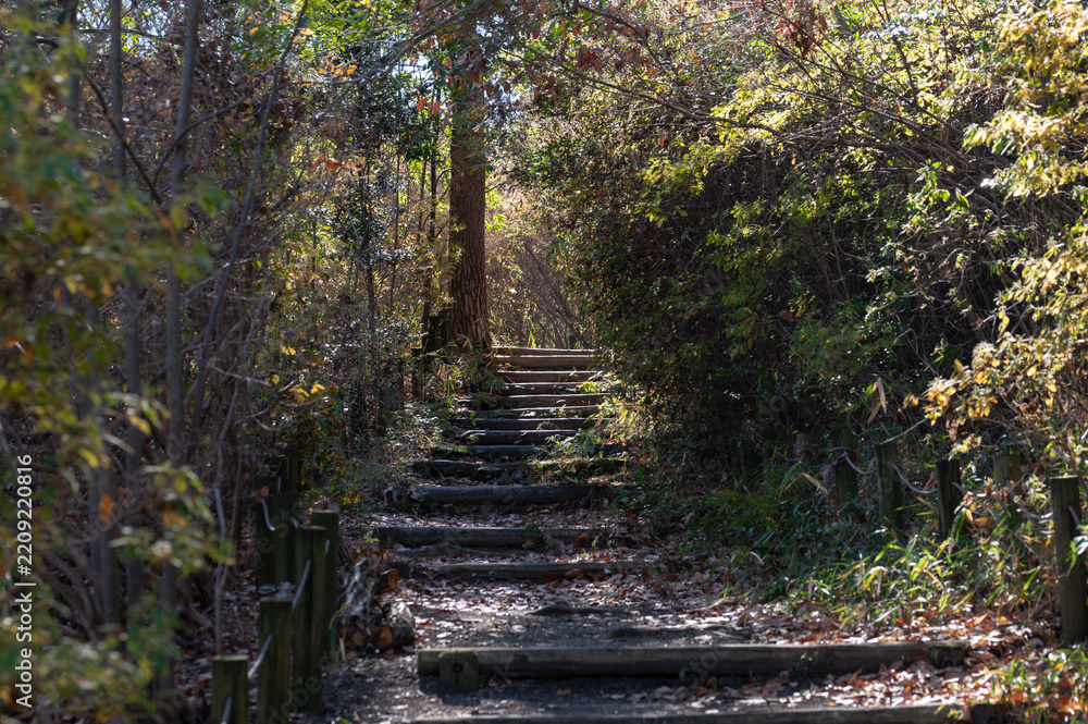 Obraz premium Wooden stairs path in autumn forest with sunlight shining through trees for nature background