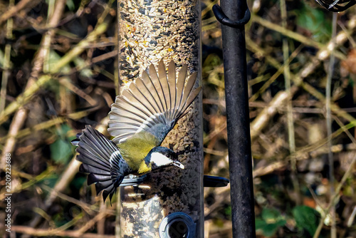 The Great Tit, Parus major from the tit family Paridae, perched on a bird feeder containing birdseed.