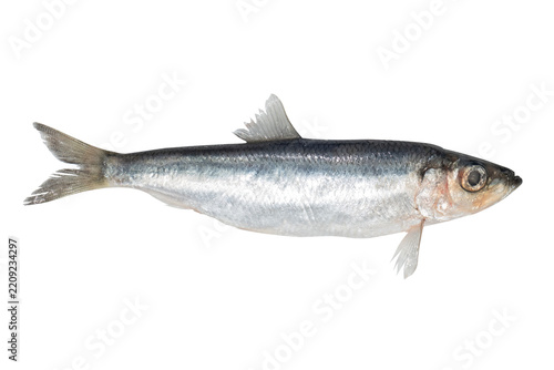 Baltic herring fish isolated on transparent background. Fresh fish object for design. Salaka fish.