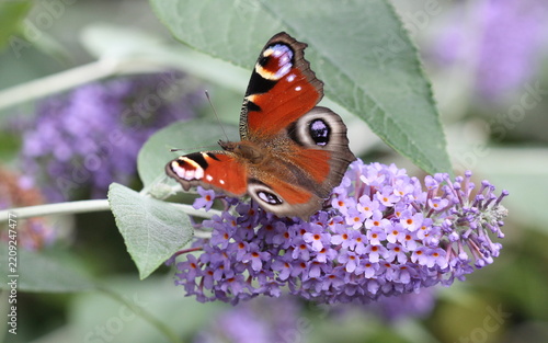 A close up of the Peacock butterfly feeding on the flowers of Buddleja Lochinch.