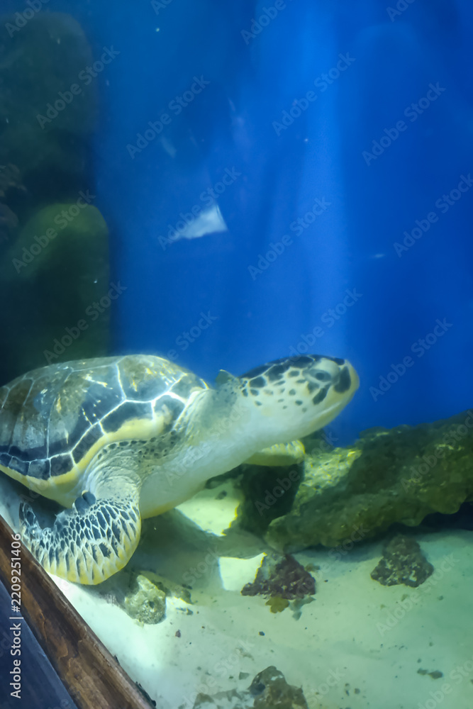 Fototapeta premium Hawksbill turtle swimming in an aquarium with blue background and rocky bottom