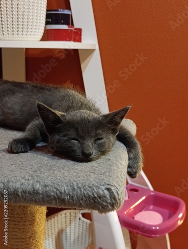 Cat sleeping on a cat tree in a cozy indoor space with orange walls and toys nearby