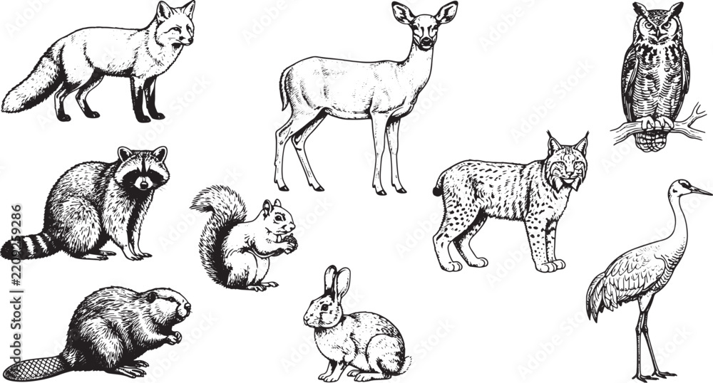 Obraz premium Set of Hand Drawn Forest Animals in Vintage Engraving Style Vector