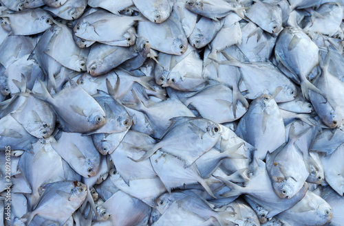 Fresh silver pomfret pile closeup