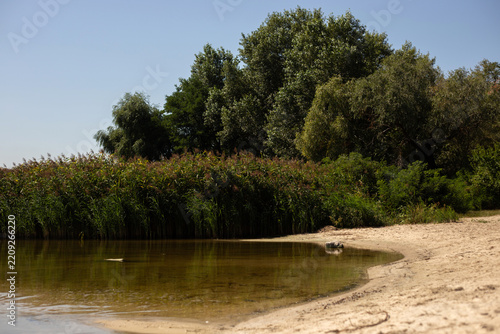 Autumn Nature in Forest with Pond and Plants
