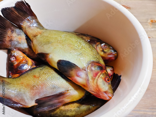 Obraz na plátně Freshly Caught Tench Fish Collected in Basin