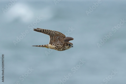 juvenile or first calendar year merlin (Falco columbarius) in flight, found on autumn migration near Heligoland in Germany Bigh