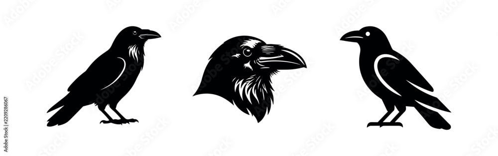Obraz premium Raven and crow bird silhouette set, minimalist vector illustrations of intelligent corvids