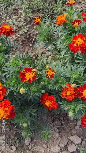 Vibrant Red and Orange Marigold Flowers Blooming in Garden