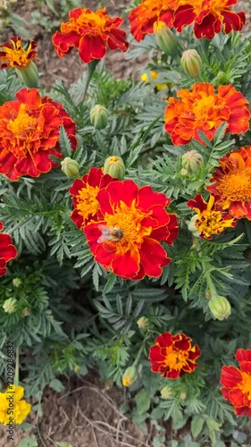 Vibrant Red and Orange Marigold Flowers with Bee in Garden
