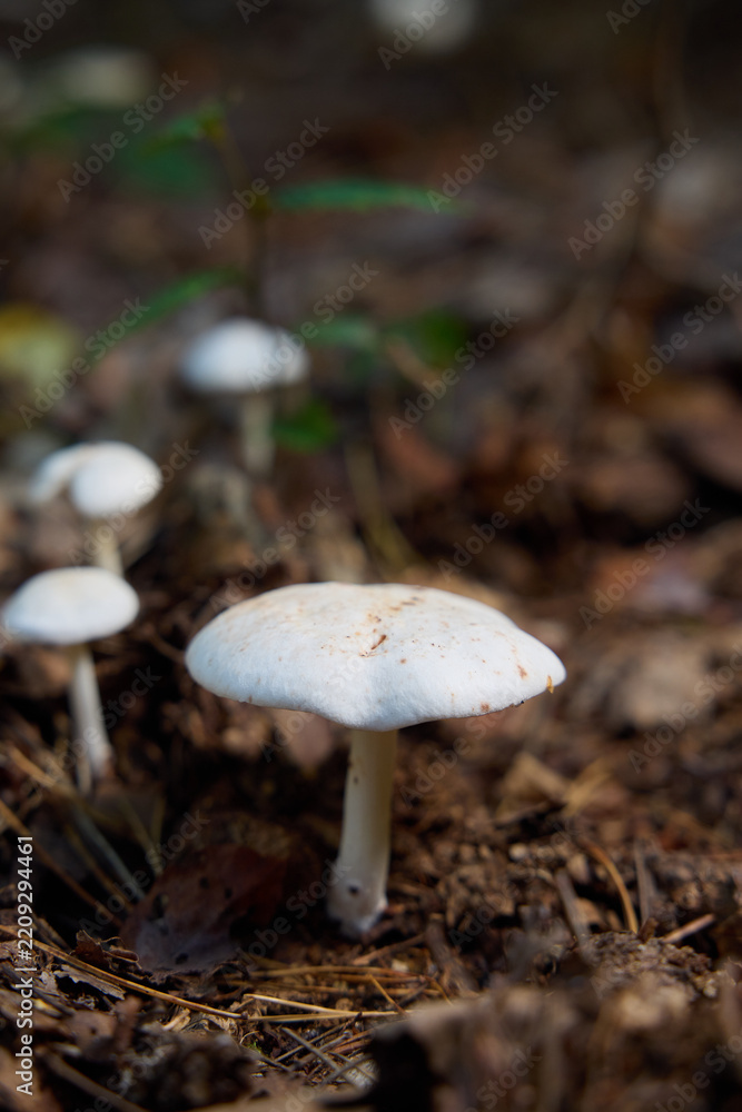 Fototapeta premium White Wild Mushrooms Growing on Forest Floor Covered with Pine Needles and Leaves