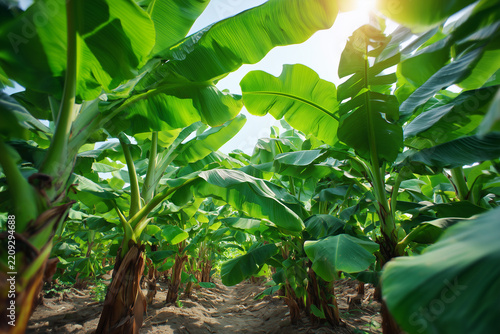 Tropical banana plantation with lush green leaves under bright sun