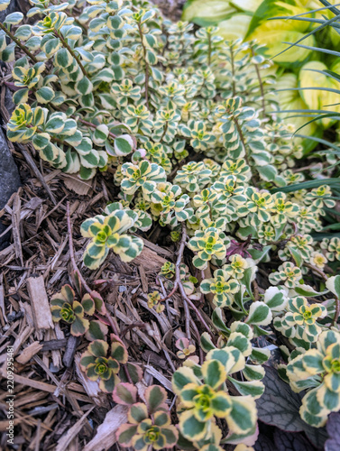 Green foliage background 