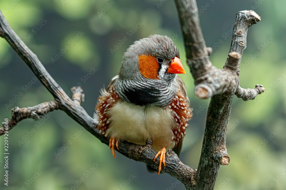 Obraz premium Detailed close up view of male zebra finch taeniopygia guttata species