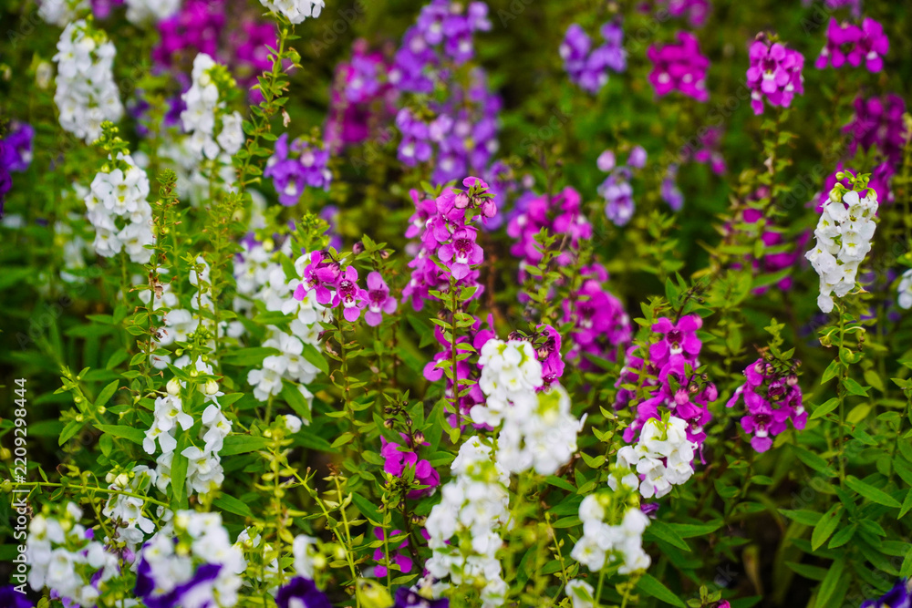 Obraz premium Angelonia Flowers in White, Purple, and Pink in a Summer Garden