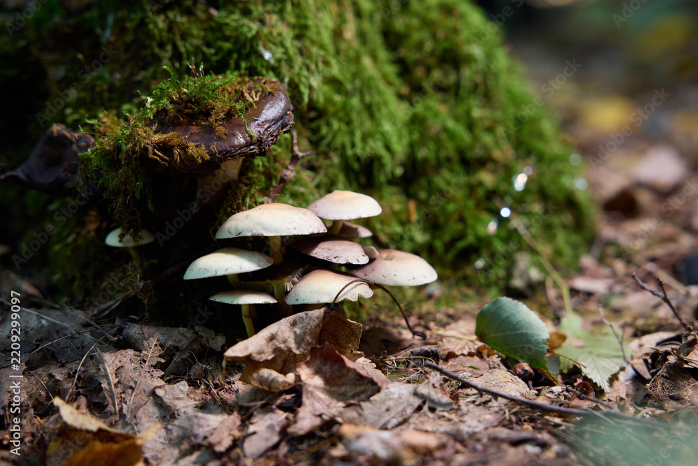 Fototapeta premium Shelf Fungi and Wild Mushrooms Growing on a Mossy Tree Stump in the Forest