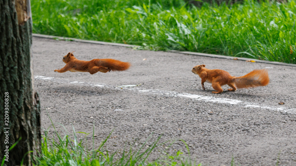 Obraz premium Two red squirrels sprint across a paved path
