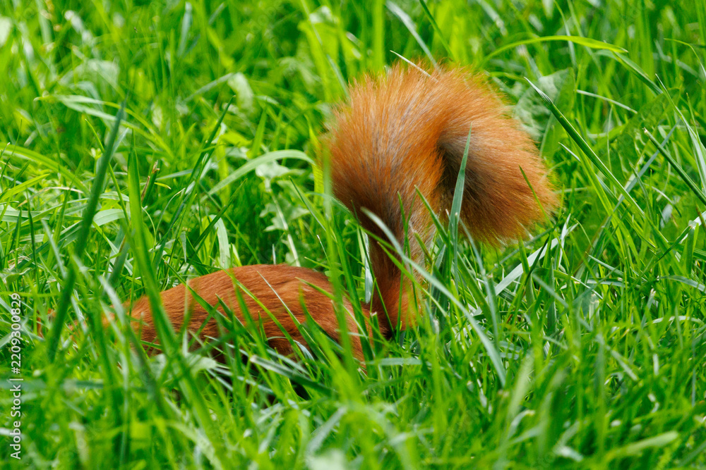 Obraz premium Red squirrel burrows through lush green grass