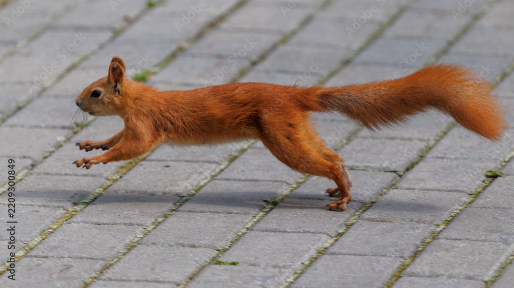 Obraz premium Red squirrel leaps across paved stones