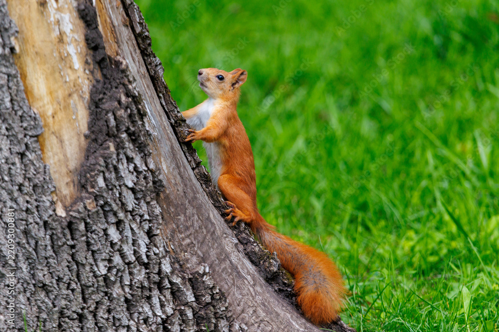 Obraz premium Red squirrel perches on tree trunk