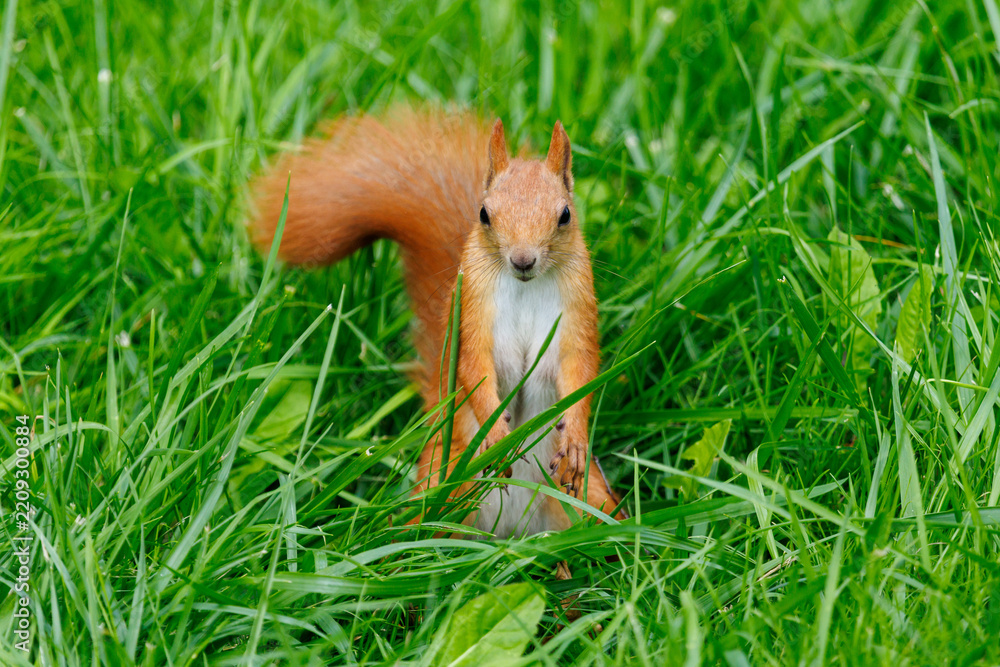 Obraz premium Red squirrel sits in tall green grass