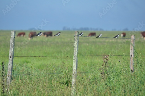 Fotografie Birds on the fence