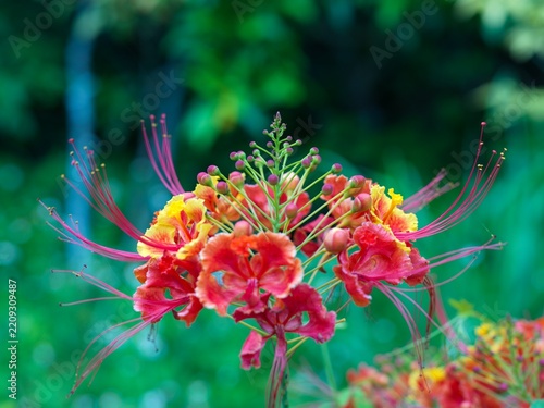 Colorful flowers in Banna Park, a vibrant nature landscape.