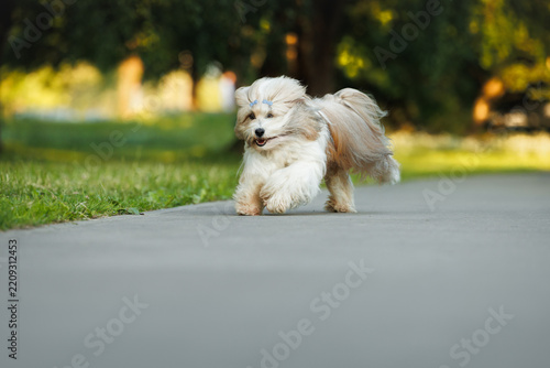 happy tibetan terrier dog running in the park