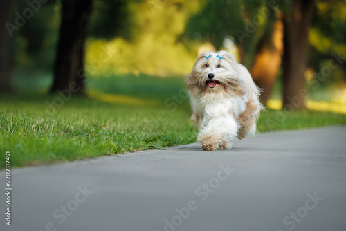 Fotografie happy tibetan terrier dog walks in the park in summer