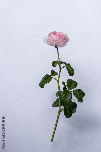 Pink rose flower with stem and green leaves isolated on white background. Beautiful blooming pink rose flower on white background. Pink flower