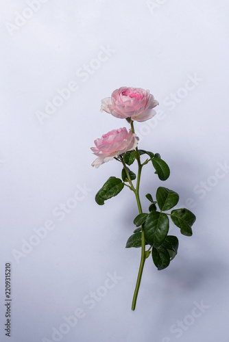Pink rose flower with stem and green leaves isolated on white background. Beautiful blooming pink rose flower on white background. Pink flower