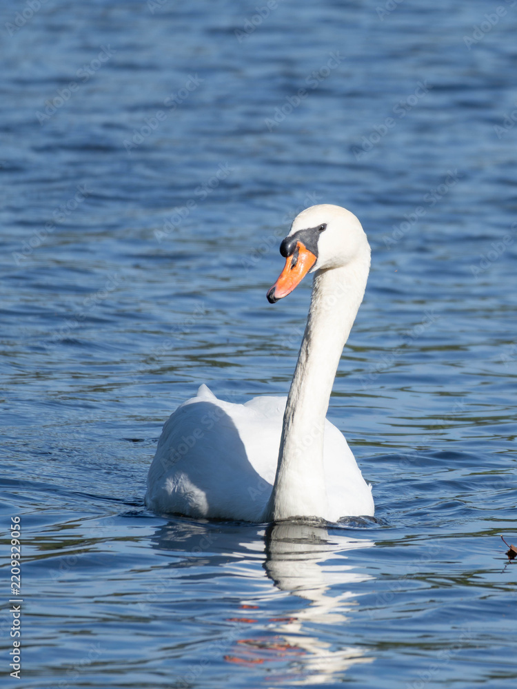 Obraz premium Adult mute swan gliding across calm blue water with elegant posture and a clear reflection.