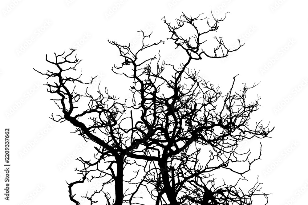 Fototapeta premium Vector. Illustration. Paulownia tree branch. White background.