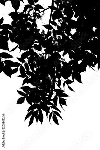 Vector. Illustration. Ash tree branch. White background.