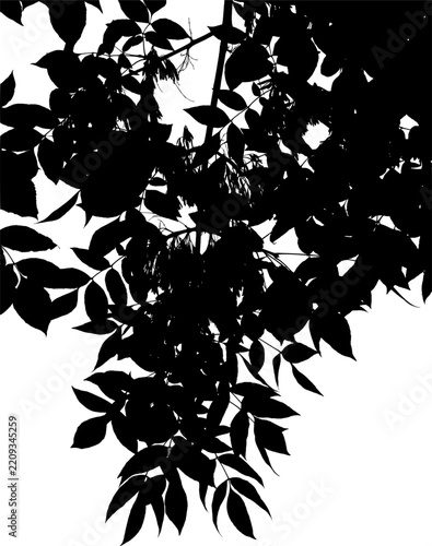 Vector. Illustration. Ash tree branch. White background.