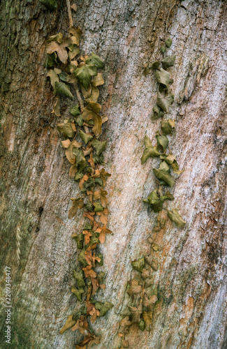 Natural background formed by dried ivy on an oak trunk