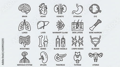 Human anatomy organ and system line icon set